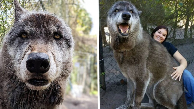 Юки – самый известный волкособ Америки