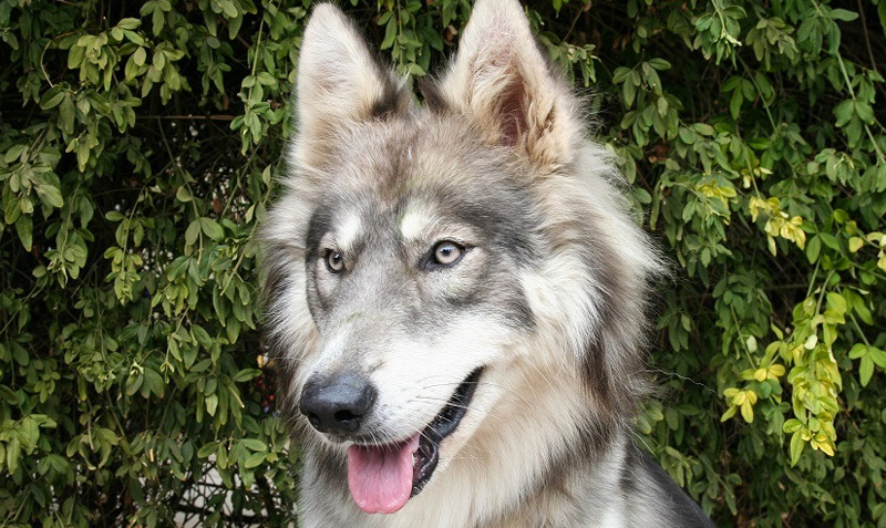 Husky Wolf Mix – гибрид сибирской хаски и волка