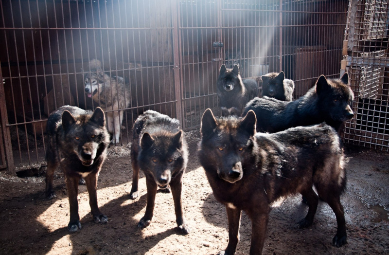 Русский вольфхунд – черный волкособ, самый крупный их гибридов