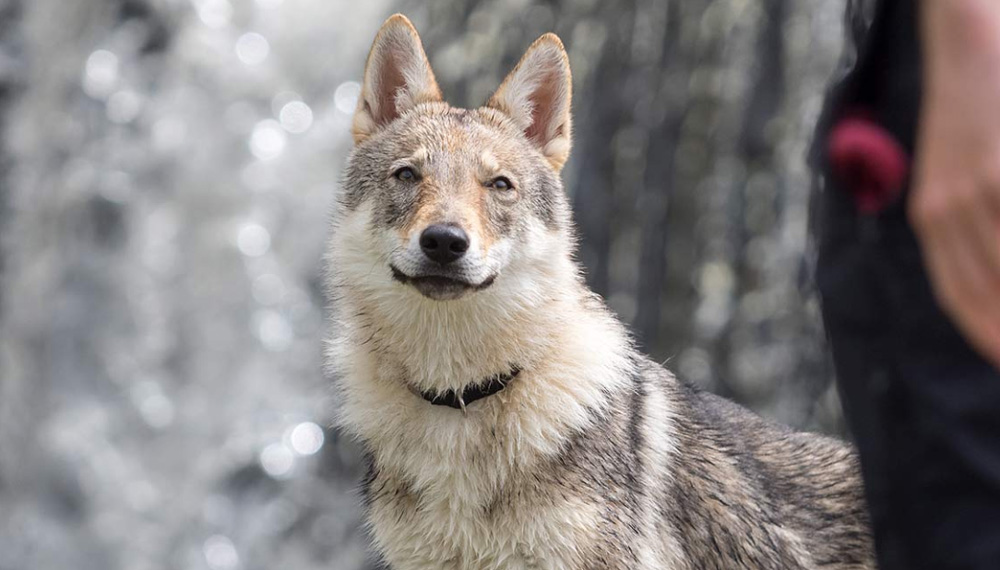 Гибрид волка или волкособ