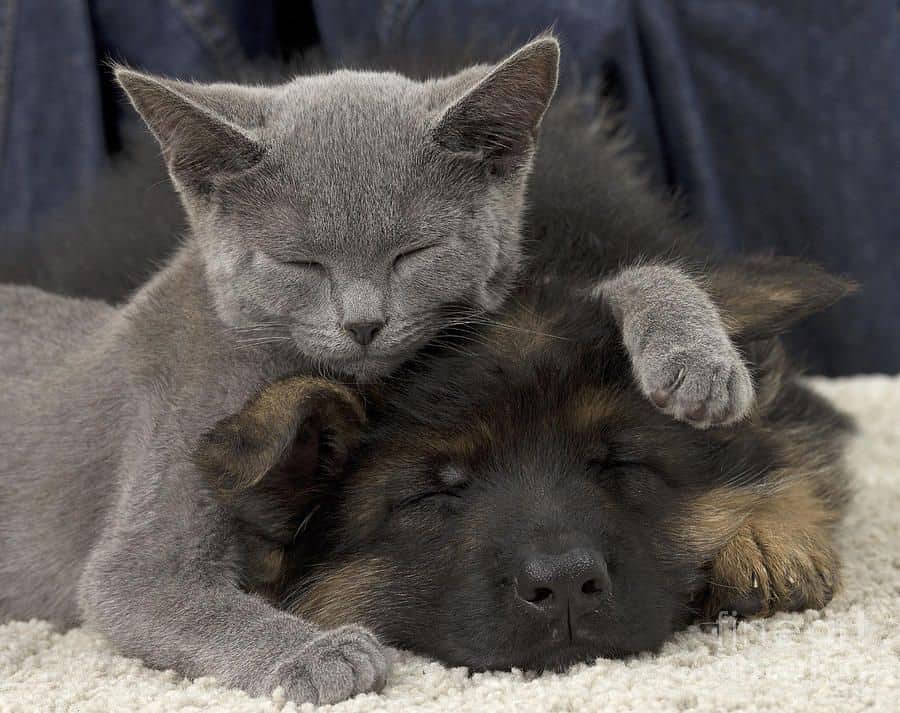 british shorthair cat and dog sleeping
