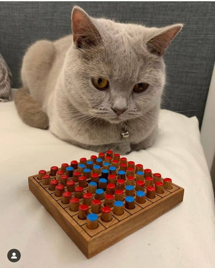 british shorthair games