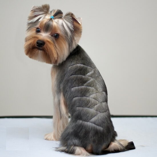 Причёски йорков мальчиков фото