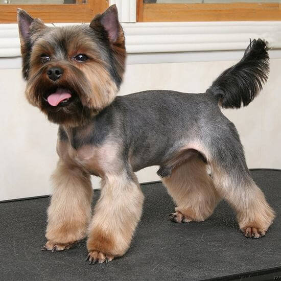 Причёски йорков мальчиков фото