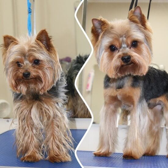 Причёски йорков мальчиков фото