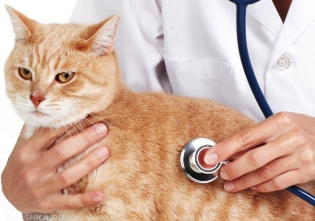  Ветеринар слушает кота при помощи стетоскопа