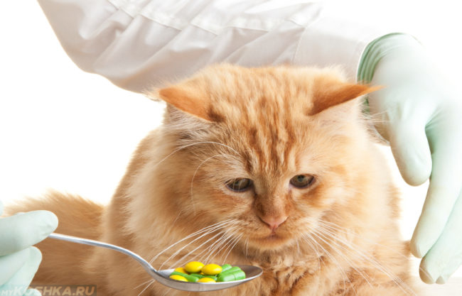 Ветеринар пробует дать кошке витамины с ложки