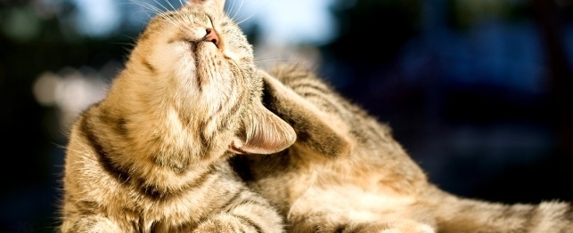 Кошка яростно чешет место аллергии