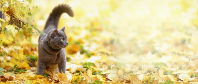 Серый кот гуляет на улице по осенним листьям