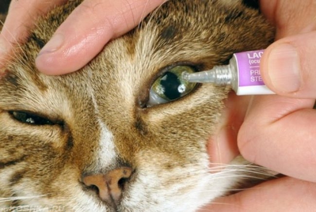 Капаем в глаза кошке специальные капли после операции