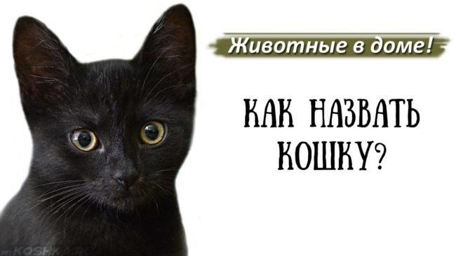 Черный кот и надпись как назвать кошку