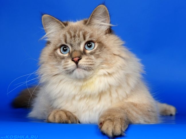 Маскарадная кошка на синем фоне