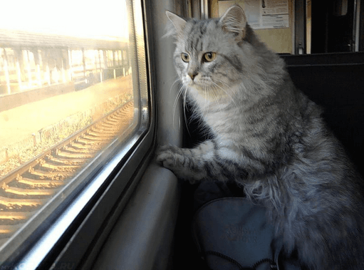 Пушистая кошка смотрит в окно поезда