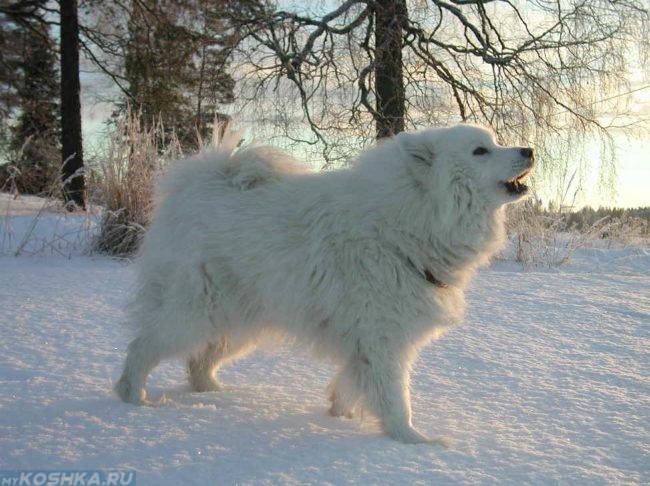 Белая пушистая собака на морозе