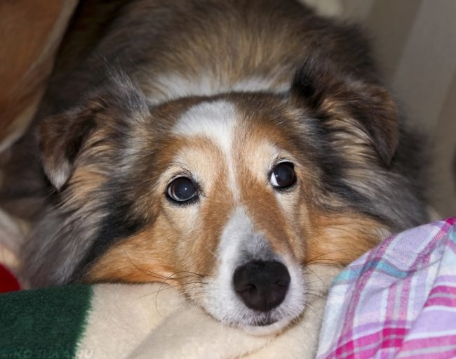 Стресс у собаки положившей морду на одеяло