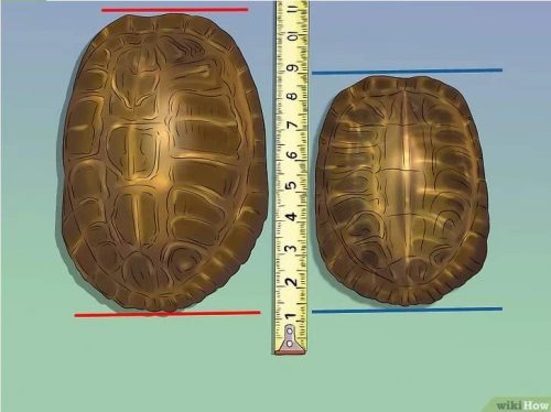 Определение пола черепахи по длине панциря