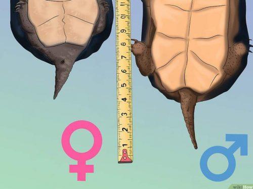 Определение пола черепахи по длине хвоста