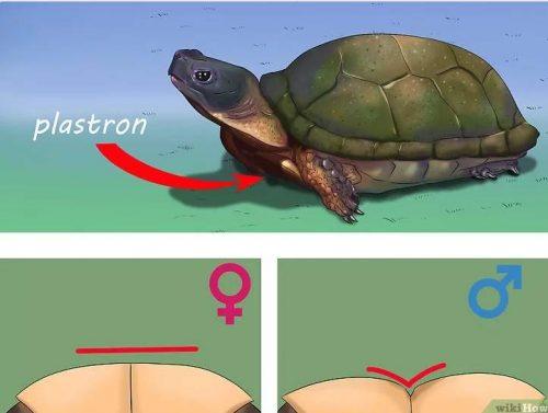Определение пола черепахи по пластрону