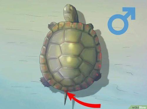 Определение пола черепахи по выемке у хвоста
