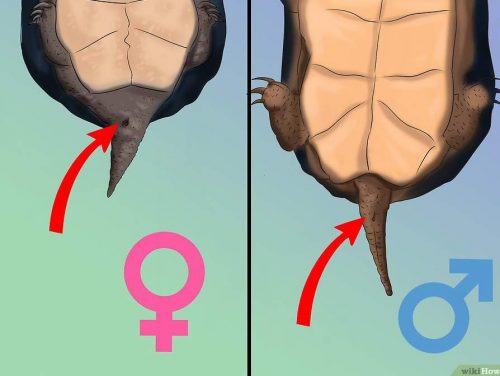 Определение пола черепахи по клоаке