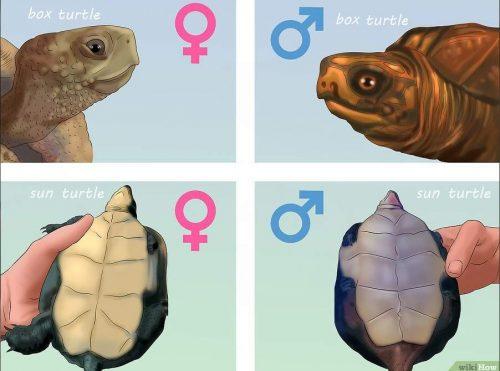 Определение пола черепахи по видовым особенностям