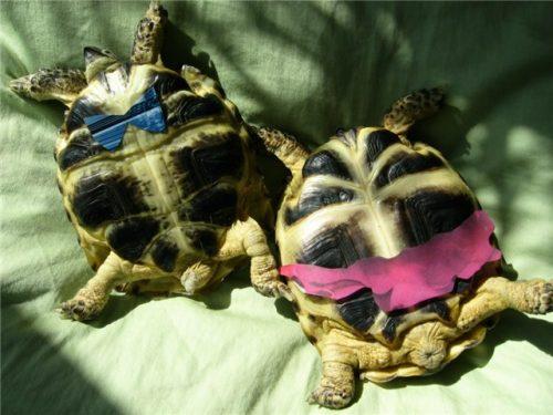 Пол черепахи