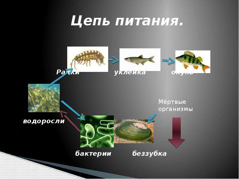 Определите какие организмы живут в аквариуме лабораторная. Цепи питания. Цепочка питания. Пищевые цепи в акарикие. Цепочка питания рыб.