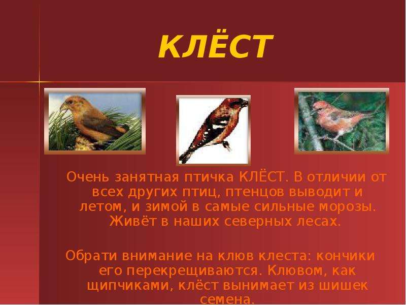 Клест птица фото и описание для детей