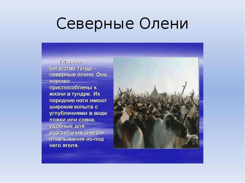 Тундра презентация 4 класс школа россии презентация