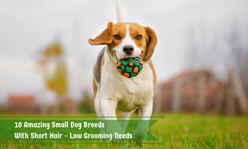 10 Amazing Small Dog Breeds with Short Hair – Low Grooming Needs