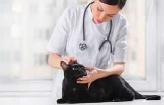 ветеринар осматривает кота