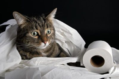 кошка и туалетная бумага