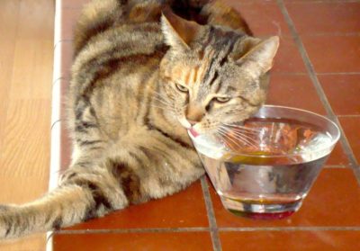 кот пьет воду