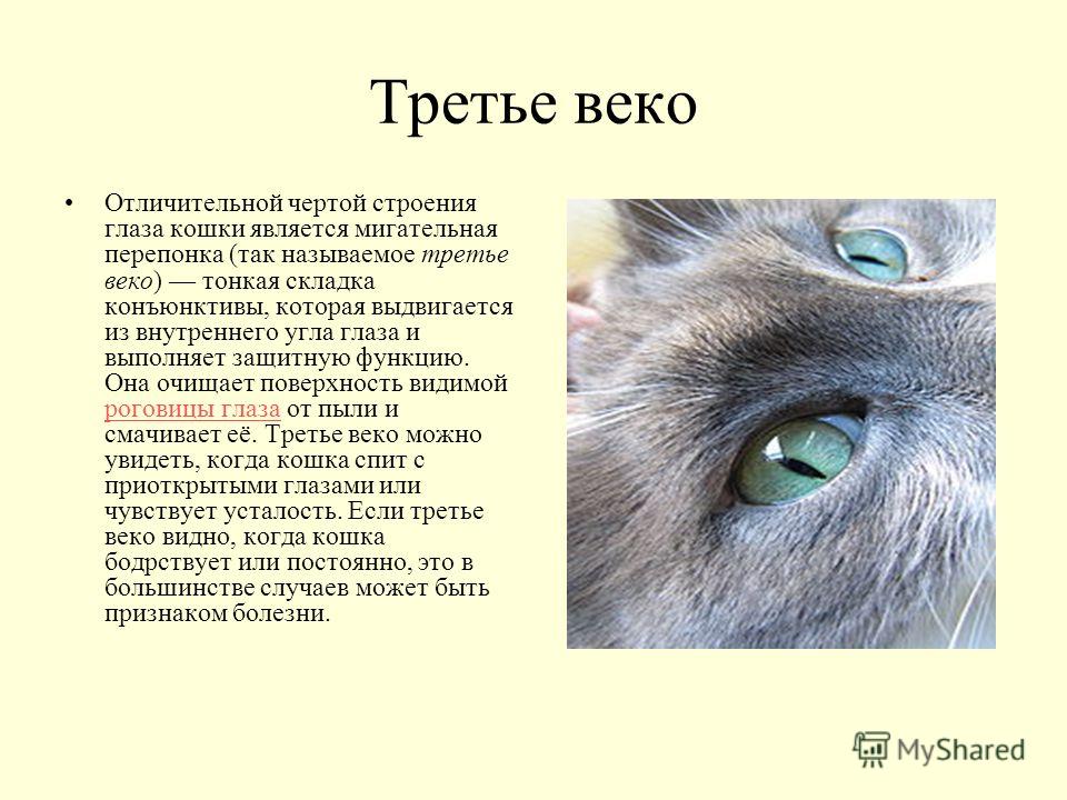 Функция 3 века. Строение глаза кота третье веко. Строение кошачьего глаза. Строение глаз котов. Мигательная перепонка (третье веко).