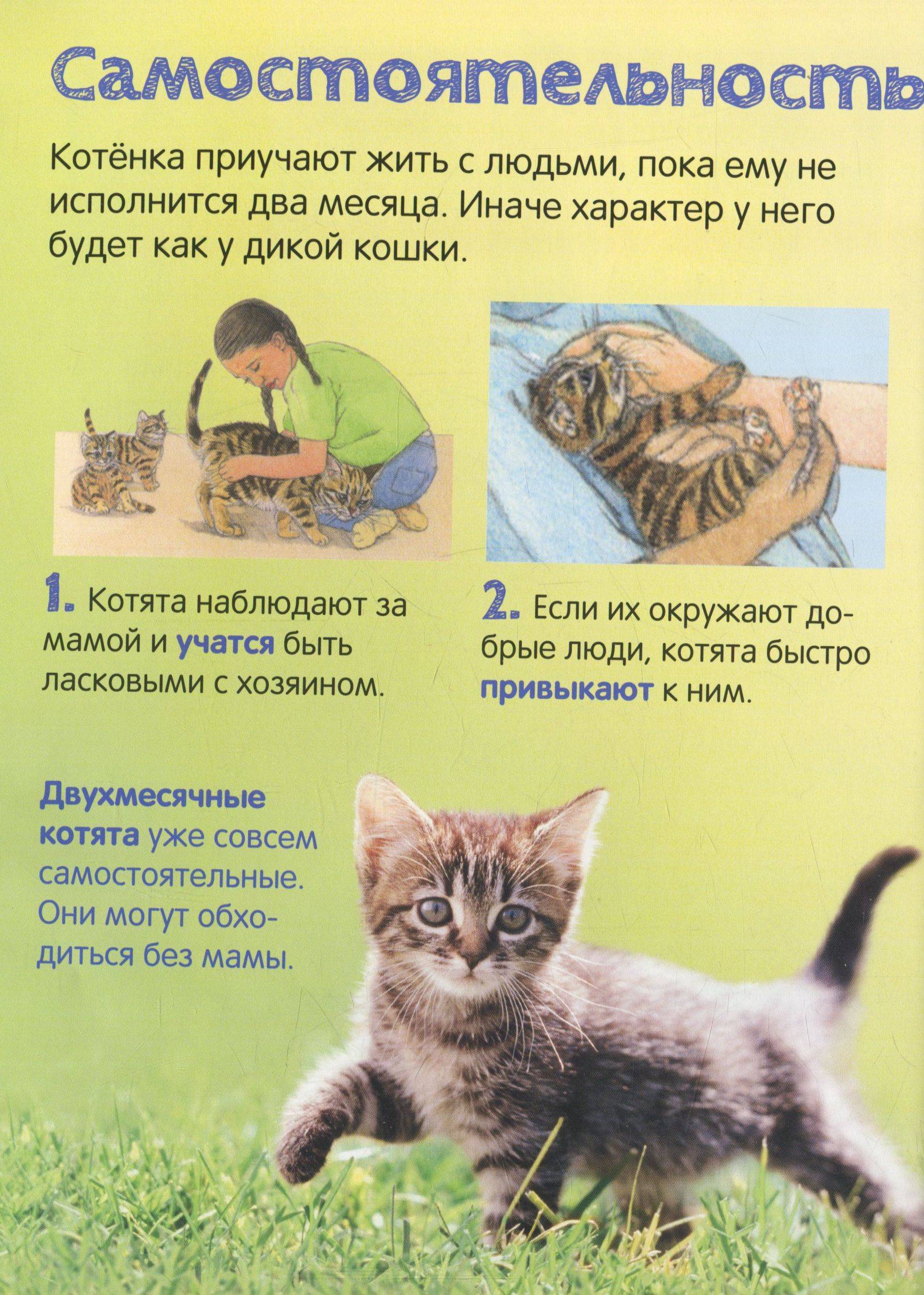 Как помирить кошек. Как научить котёнка. Как приручить котенка. Кот воспитывает котят. Как приучить котёнка.