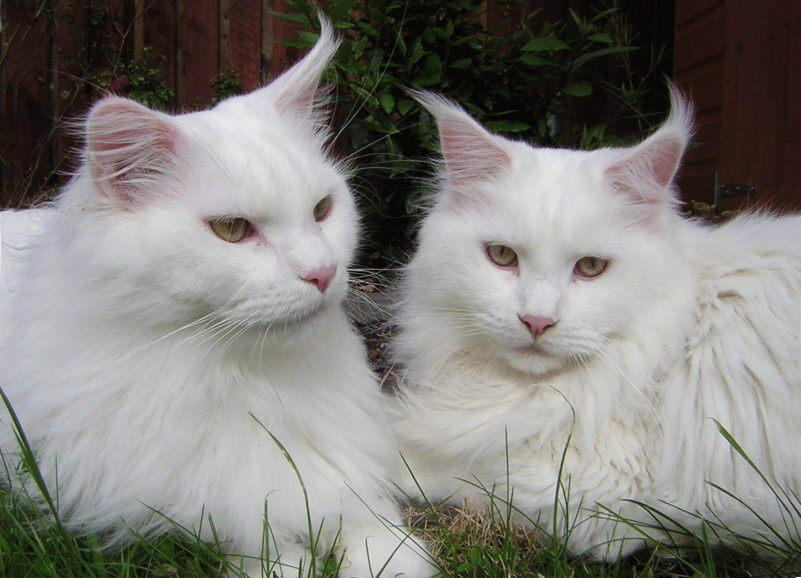 Какая порода белых котов