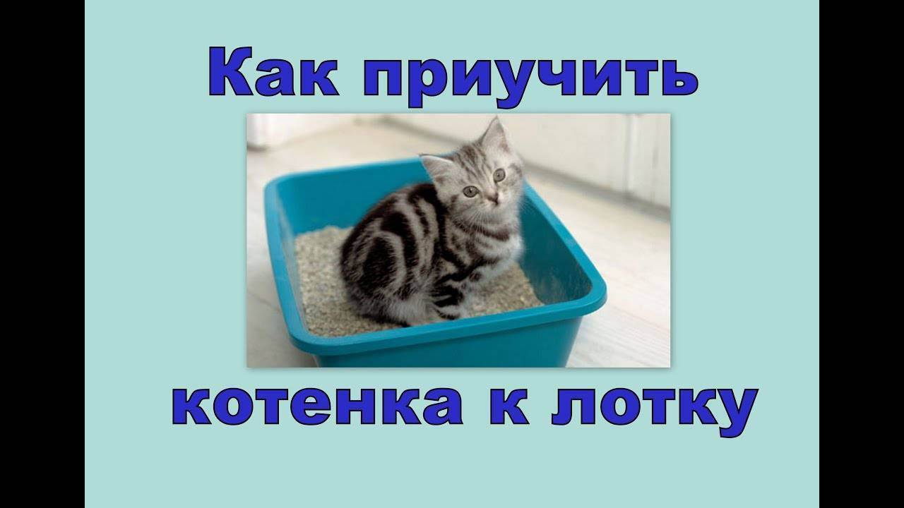 Как приучить котенка к дому. Лоток для котят. Приучение котенка к лотку. Лоток для котенка 1 месяц. Как научить котёнка к лотку.