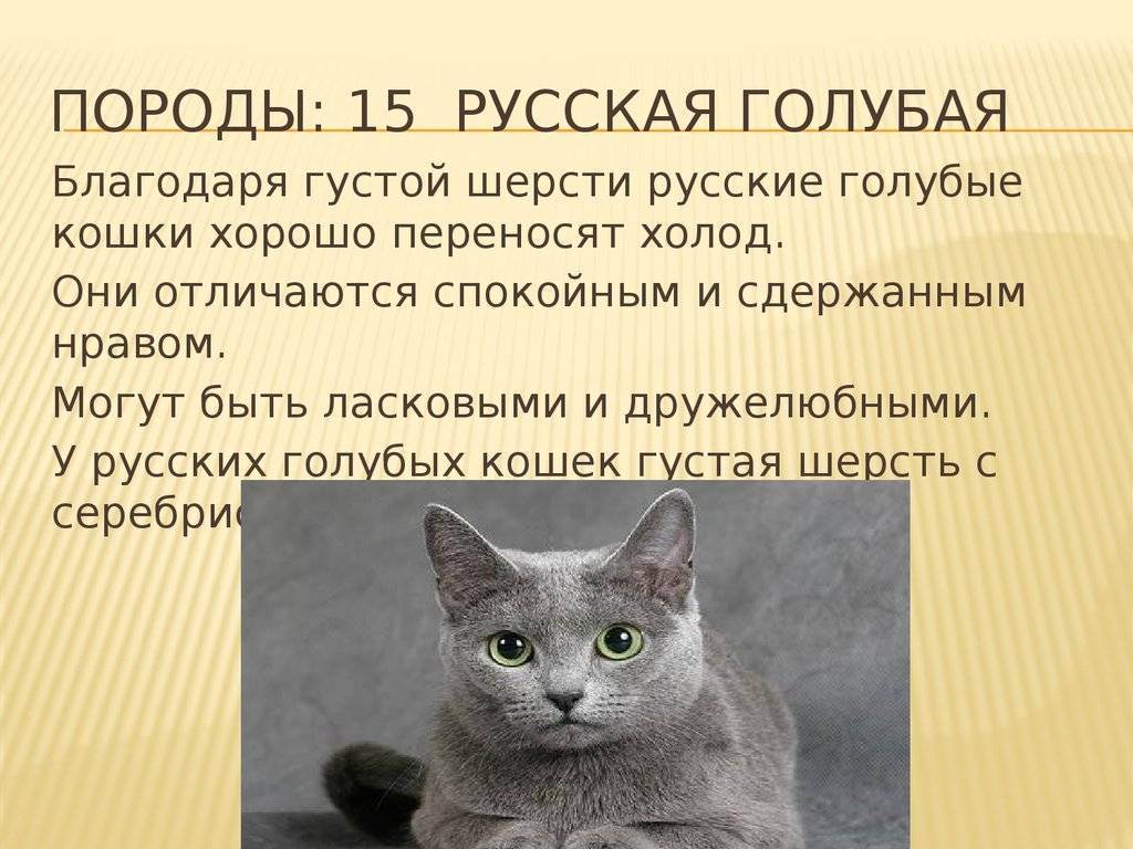 Русская голубая кошка описание породы описание фото