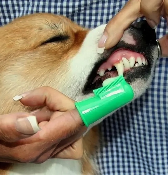 Ветклиники чистка зубов. Зубная щётка для собак.