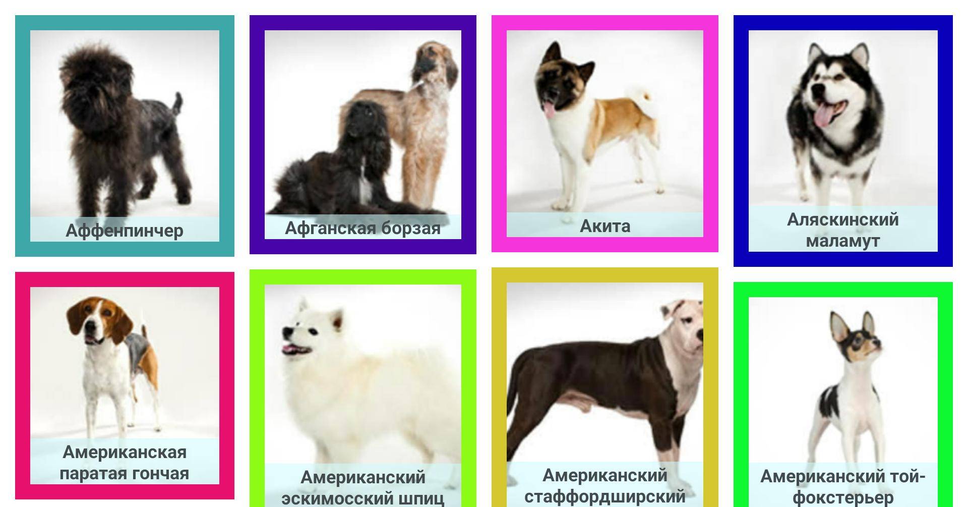 Породы другое название. Название собак. Породы собак подписанные. Щенки разных пород для детей. Породы собак с фотографиями и названиями.