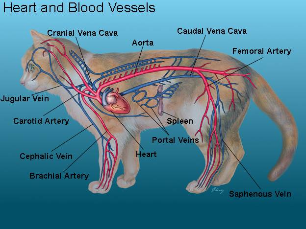 Где находятся кошки. Строение кровеносной системы кошки. Кровеносная система кошки анатомия. Кровеносная система собаки анатомия. Анатомия нервной системы кошки.