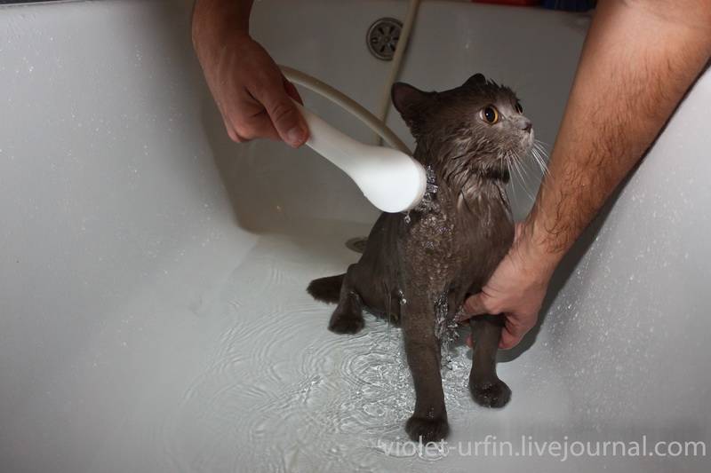 Надо купать кошек. Купание британца. Британский кот купается. Британский кот моется. Первое мытье котёнка.