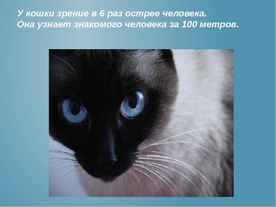 Как видят коты. Зрение кошек. Зрение глазами кошки. Зрение кошки и человека. Цветное зрение у кошек.
