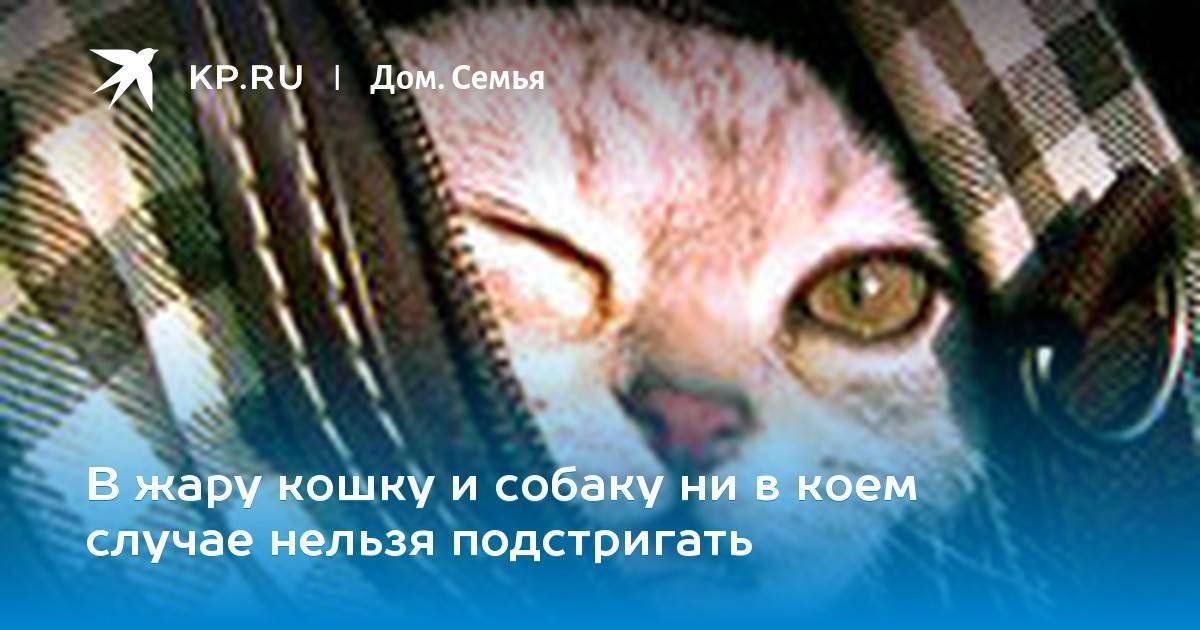 Как умирают кошки от старости. Смерть любимого кота. Как пережить смерть любимого кота. Как справиться со смертью кота. Смерть любит кошек.