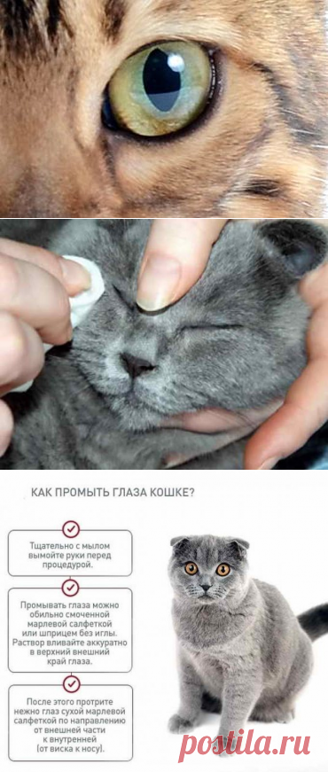 Чем промыть глаз кошке в домашних условиях
