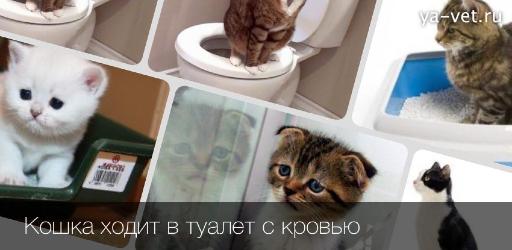 Как помочь котенку сходить в туалет. Кошка ходит в туалет с кровью.