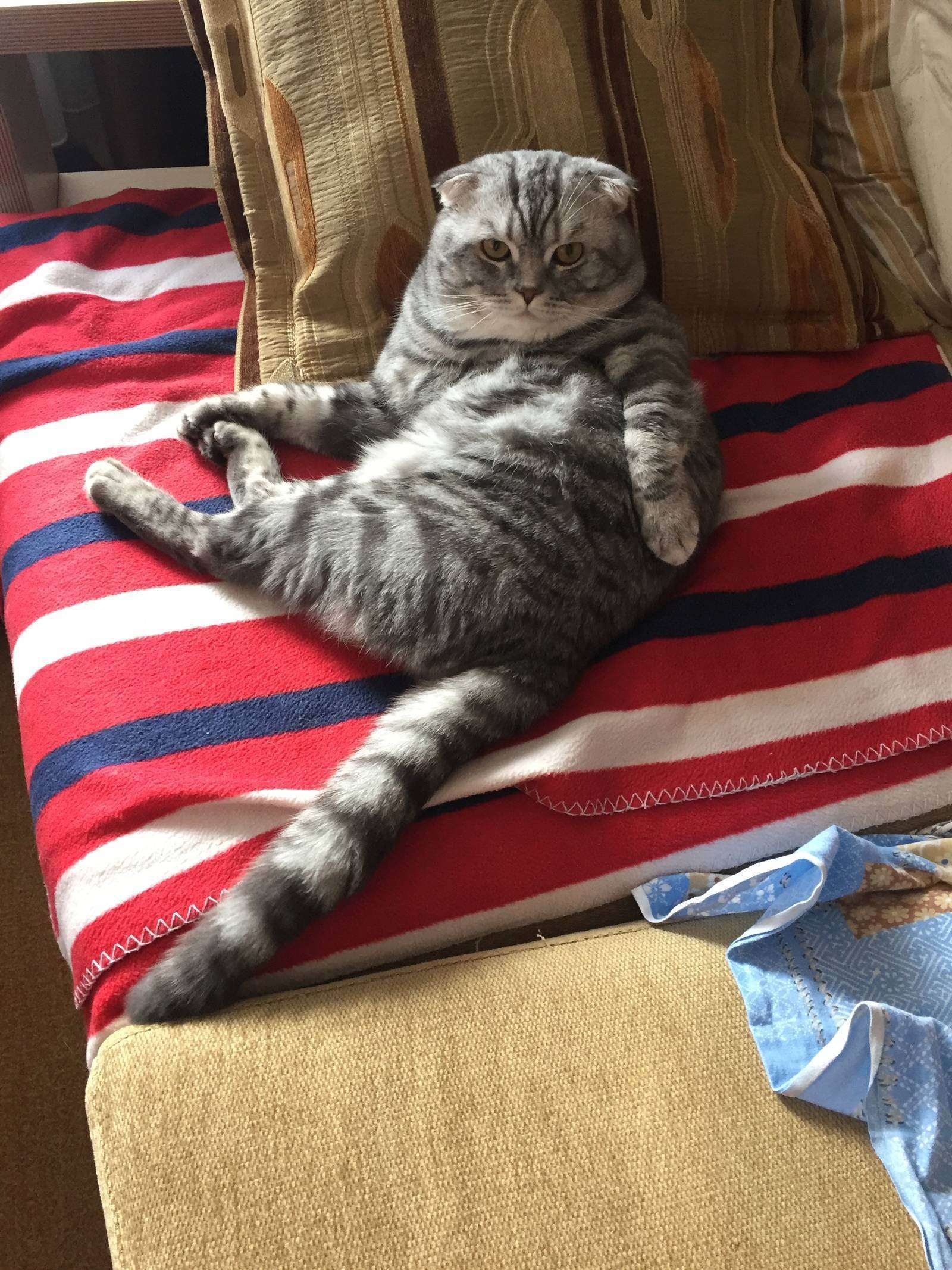 Сколько живет шотландская кошка в домашних условиях. Шотландские коты. Шотландский кот лежит. Кошка шотландка. Полосатая кошка на диване.