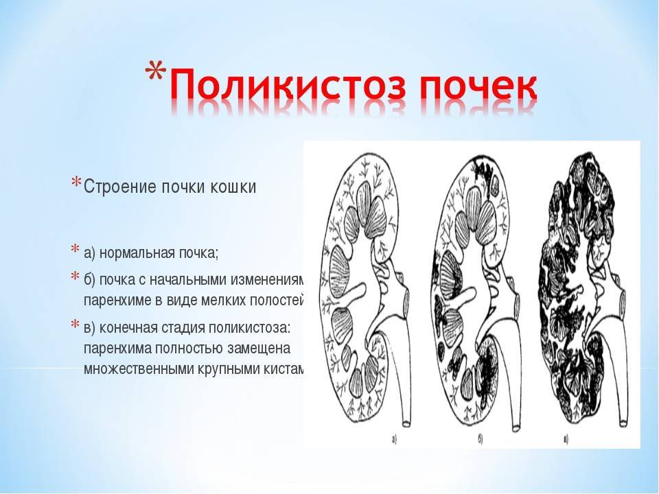 Почечная кошка кошка. Анатомия почки кошки. Строение почки кошки. Расположение почек у кошек анатомия. Анатомическое строение почки кошки.