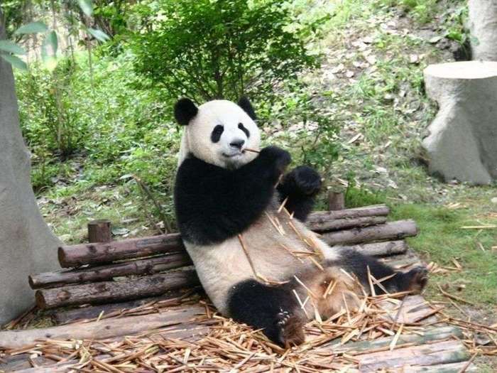 Что-ест-панда-в-природе-Чем-питаются-панды-кроме-бамбука-2
