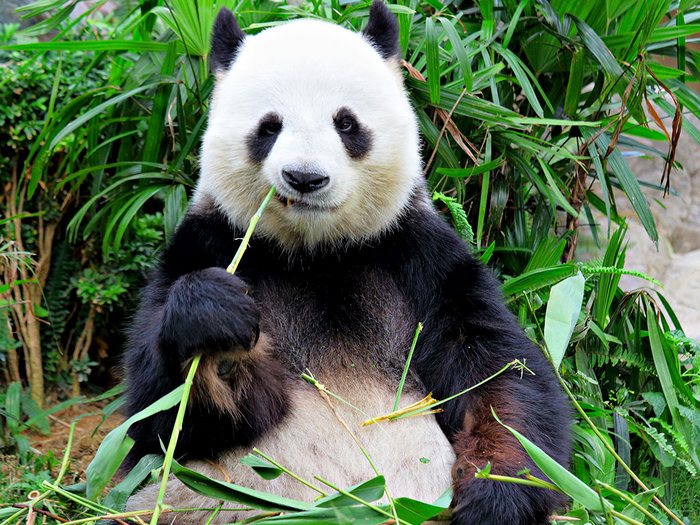 Что-ест-панда-в-природе-Чем-питаются-панды-кроме-бамбука-4